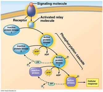 Phosphorylation cascade