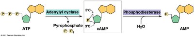 cAMP formation from ATP