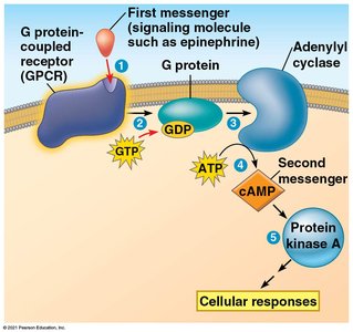 cAMP as second messenger in G protein pathway