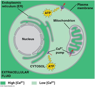 Calcium ion concentration maintenance
