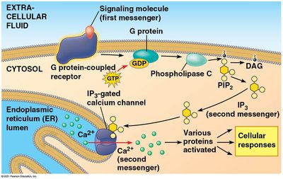 Calcium and IP3 in signaling pathways