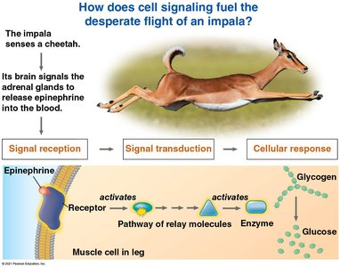Cell signaling in impala's flight response