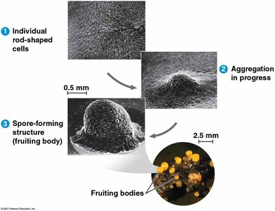 Biofilm formation and fruiting bodies
