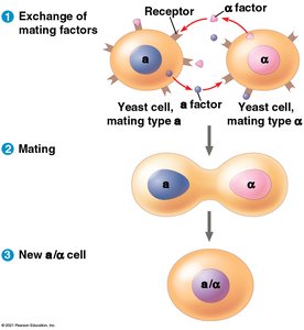 Yeast cell mating and signal exchange