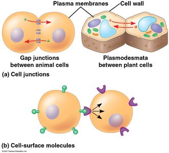 Cell junctions and cell-surface molecules
