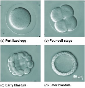 Cleavage divisions in early development