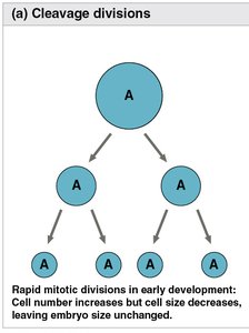 Types of cleavage: holoblastic and meroblastic
