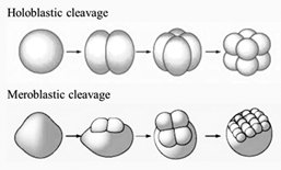 Establishing axes in the embryo