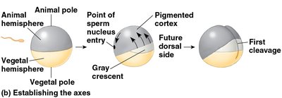 Axes of the fully developed embryo