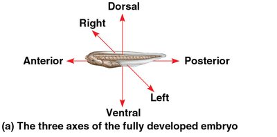 Path of gametes and early development in mammals
