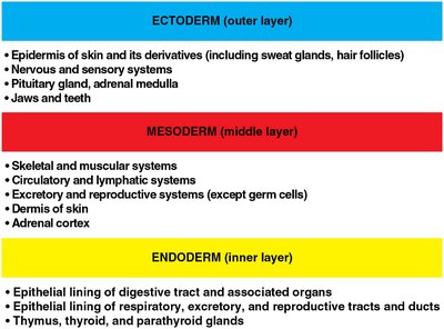 Germ layers and their derivatives