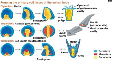 Formation of germ layers in different animal groups