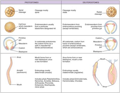 Comparison of protostome and deuterostome development