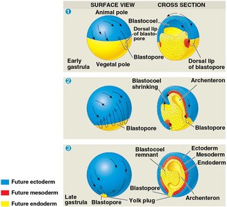 Gastrulation in vertebrates