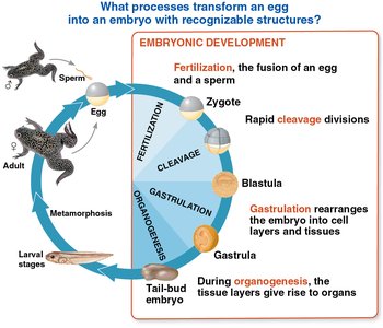 Overview of embryonic development stages