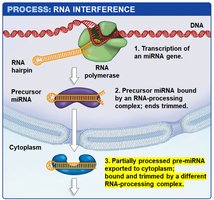 Step 3: Pre-miRNA exported to cytoplasm and trimmed by another complex