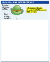 Step 4: Double-stranded miRNA bound by RISC protein complex