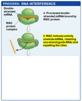 Step 5: RISC helicase activity unwinds miRNA, retaining one strand
