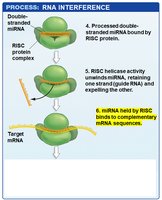 Step 6: miRNA held by RISC binds to complementary mRNA sequences