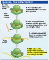 Step 7: RISC either cuts mRNA or prevents translation