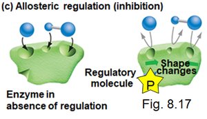 Allosteric regulation of enzyme activity