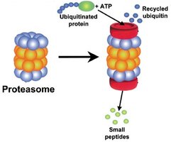 Proteasome-mediated protein degradation