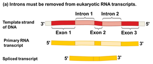 Diagram showing removal of introns from eukaryotic RNA transcripts