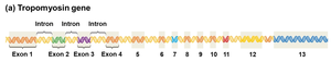 Tropomyosin gene structure with exons and introns