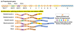 Alternative splicing of tropomyosin gene produces multiple mature mRNAs