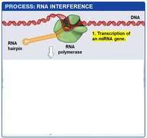 Step 1: Transcription of an miRNA gene