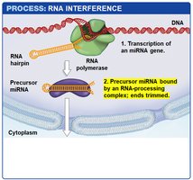 Step 2: Precursor miRNA bound by RNA-processing complex; ends trimmed
