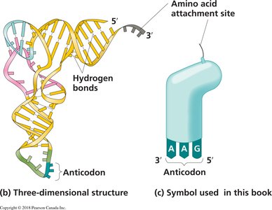 Three-dimensional structure and symbol of tRNA