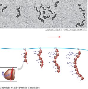 Polyribosome structure and function