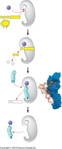 Aminoacyl-tRNA synthetase charging tRNA with amino acid