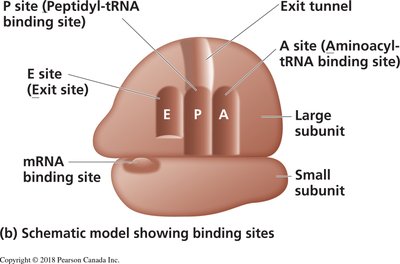 Schematic model showing ribosome binding sites (E, P, A)