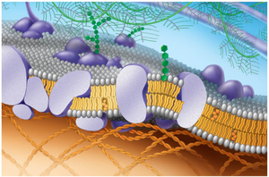 A detailed illustration of a cell membrane showing phospholipids, proteins, and carbohydrate chains on the surface.