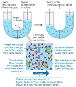 Diagram of osmosis across a selectively permeable membrane