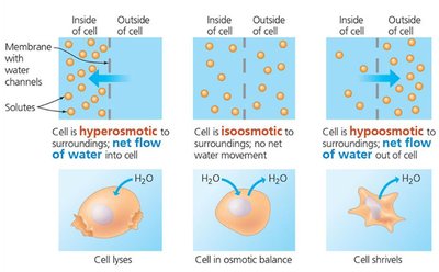 Diagram showing water and salt regulation in animals