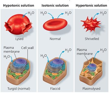 Diagram showing osmotic balance in animal and plant cells