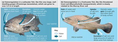 Osmoregulation in saltwater and freshwater fish