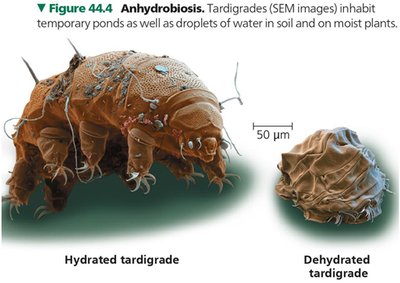Hydrated and dehydrated tardigrade (anhydrobiosis)