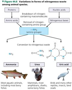 Variations in forms of nitrogenous waste among animal species