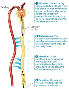 Diagram of excretory tubule showing filtration, reabsorption, secretion, and excretion