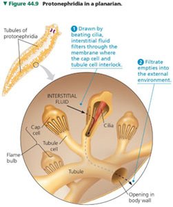 Protonephridia in a planarian