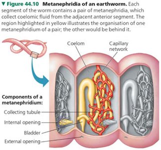 Metanephridia of an earthworm