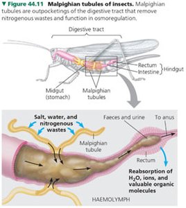 Malpighian tubules of insects