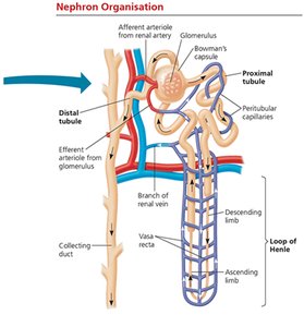 Diagram of human excretory organs and kidney structure