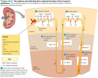 Nephron organization and structure