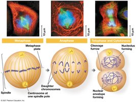 Exploring mitosis in an animal cell: metaphase, anaphase, telophase and cytokinesis