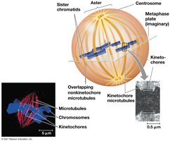 The mitotic spindle at metaphase